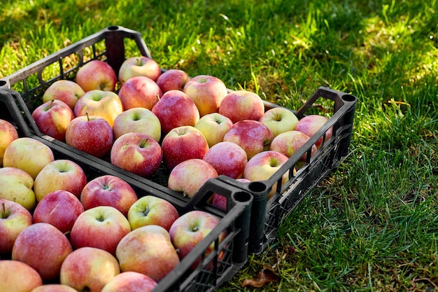 Harvest of fresh organic red apples in the black boxes