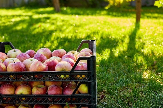 Harvest of fresh organic red apples in the black boxes