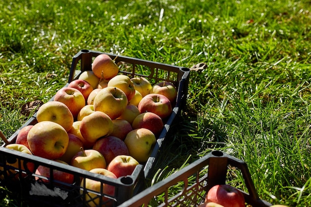 Harvest of fresh organic red apples in the black boxes