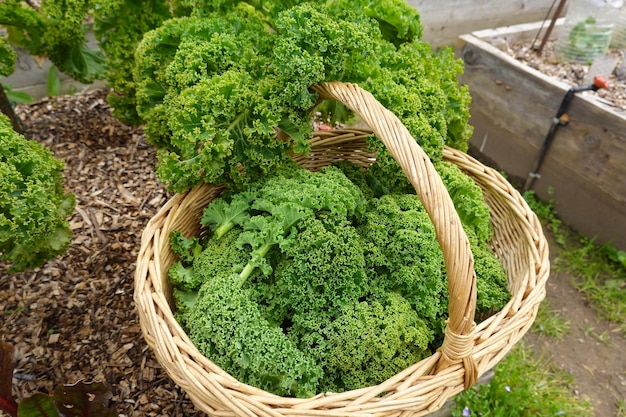 Harvest from kale or kale leaves Kale in the backyard vegetable garden