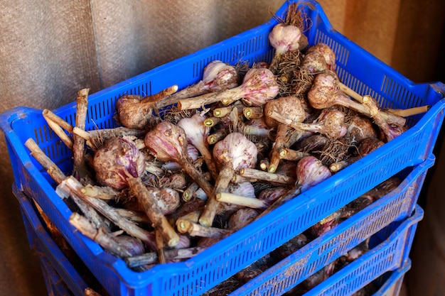 Harvest of garlic in boxes farm harvest