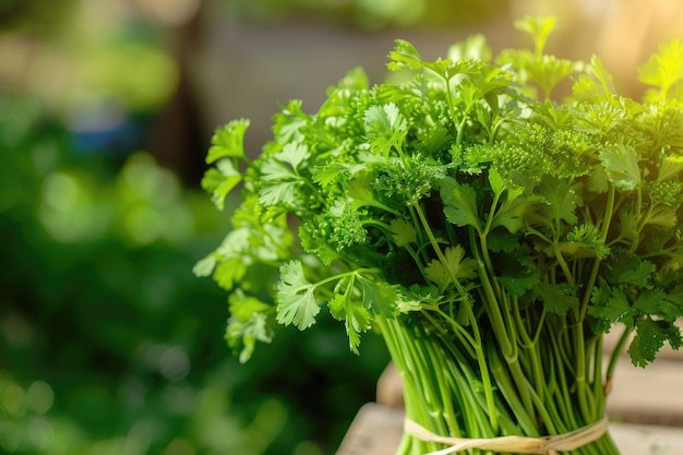 Harvest parsley in the garden