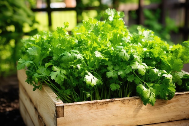 Harvest parsley in the garden