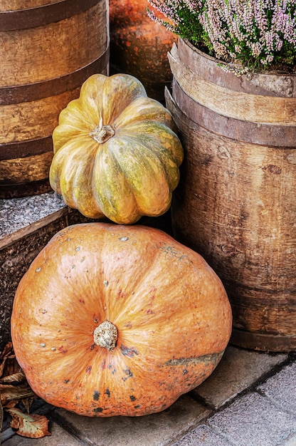 Harvest of pumpkins near weathered barrels