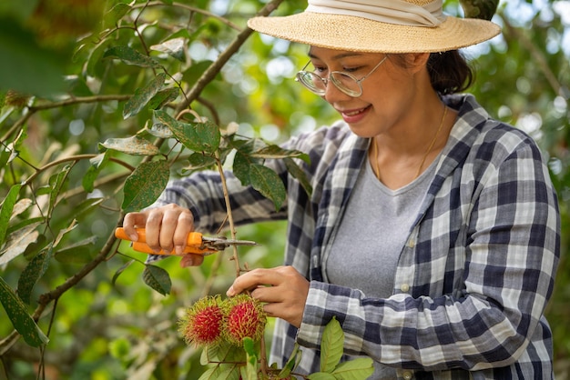 Harvest Rambutan by Smart woman Farmer in Rambutan fruit organic farm