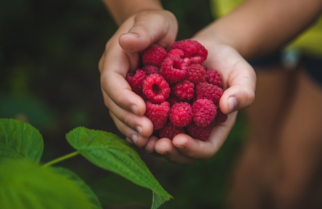 Harvest raspberries in the hands of a child. Selective focus. Nature.