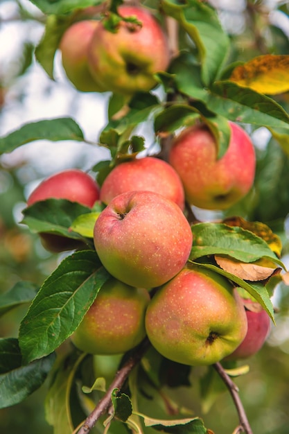 Harvest of red apples on a tree in the garden Selective focus