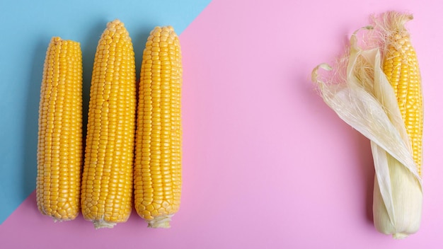 Harvest ripe corn on a bluepink background