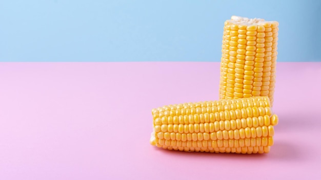 Harvest ripe corn on a bluepink background