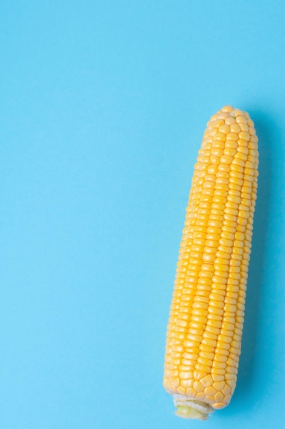 Harvest ripe corn on a bluepink background