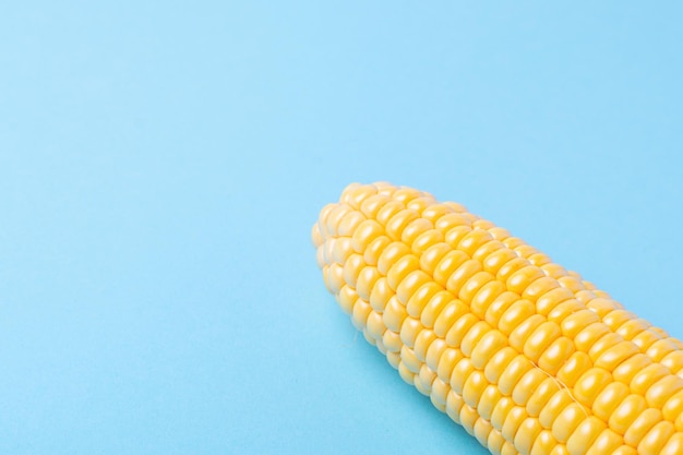 Harvest ripe corn on a bluepink background