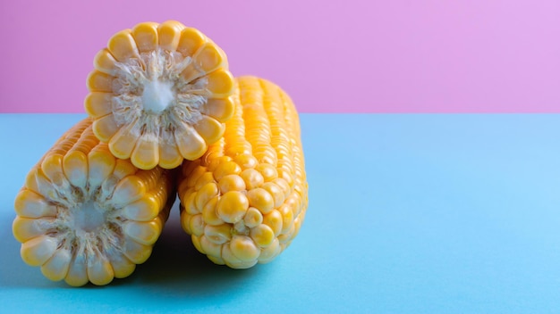 Harvest ripe corn on a bluepink background