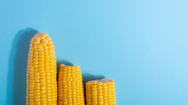 Harvest ripe corn on a bluepink background