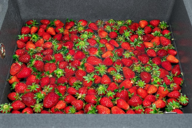 Harvest ripe strawberries washed in grey kitchen sink