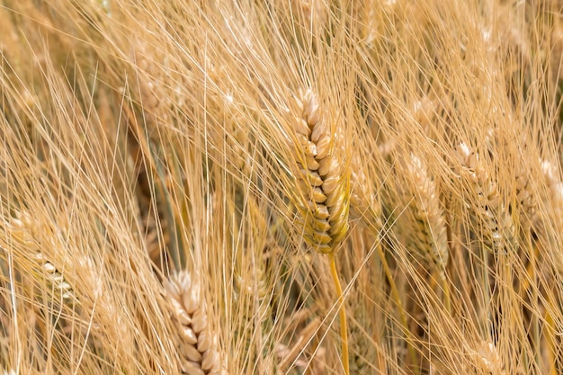 Harvest of ripe wheat