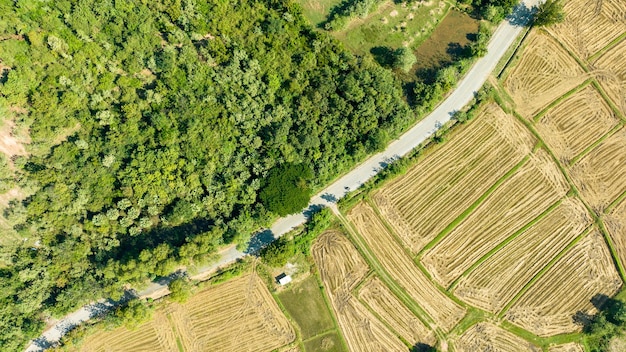 During harvest season above a beautiful paddy field Beautiful agricultural cropsown field photographed from above Thailand Ratchaburi