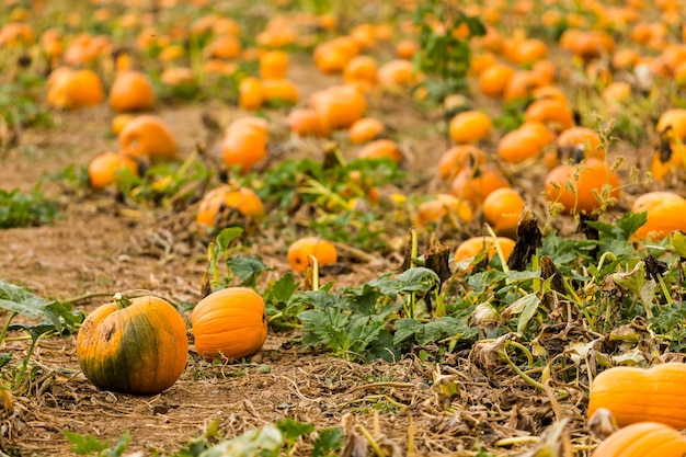 Harvest time on a large pumpkin farm.