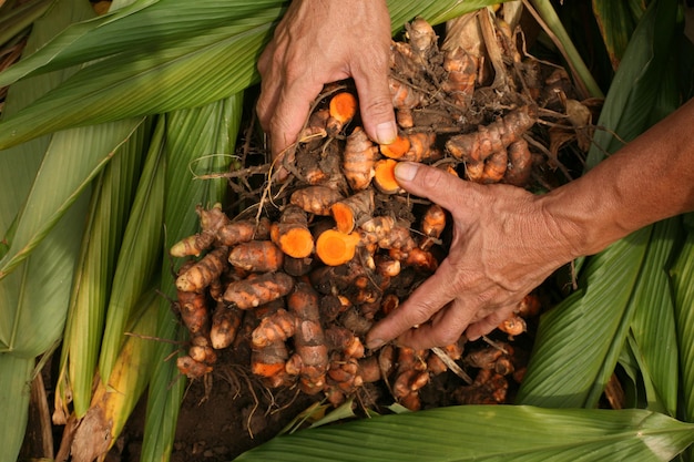 Harvest turmeric in the morning