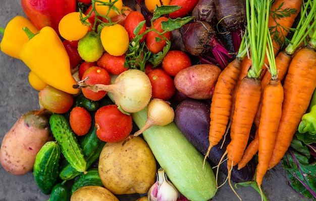 Harvest vegetables in the garden Selective focus