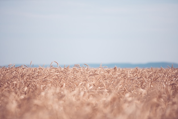 Harvest Wheat crop agriculture field