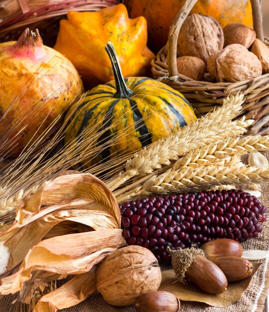 Harvest with corn, grain ears, pumpkins and nuts