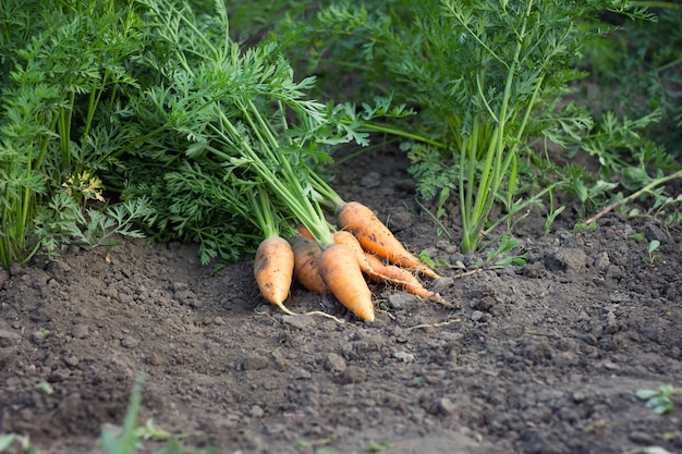 Photo harvested carrots, autumn harvest carrots