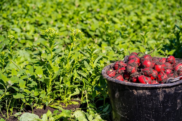 Harvested in the field red, ripe, round radish.