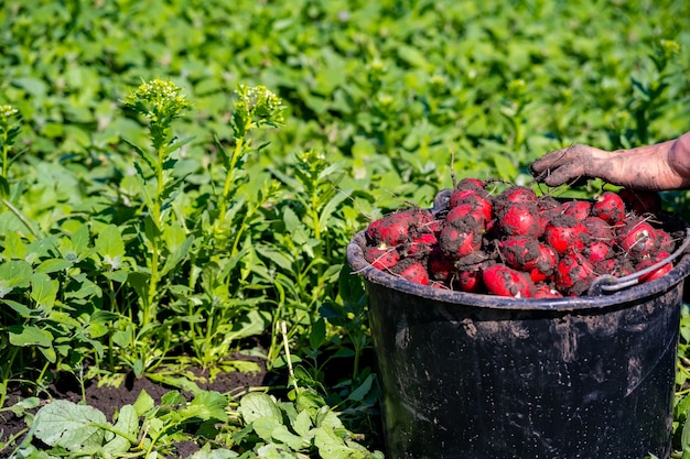 Harvested in the field red, ripe, round radish.