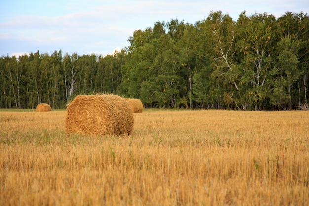 Harvested field with straw bales in summer