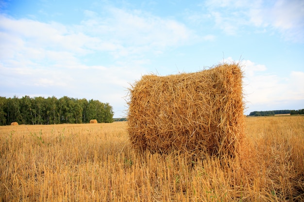 Harvested field with straw bales in summer