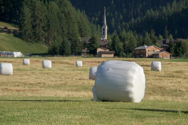 Harvested fodder balls ready to collect