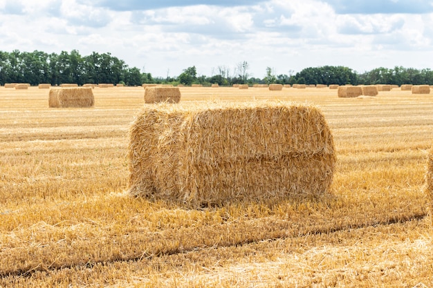 Harvested grain cereal wheat barley rye grain field, with haystacks straw bales stakes cubic rectangular shape