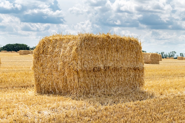 Harvested grain cereal wheat barley rye grain field, with haystacks straw bales stakes cubic rectangular shape