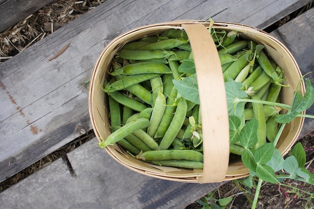 Harvested homemade organic green peas in pods and shelled