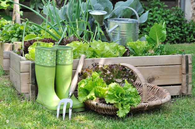 Harvested lettuce