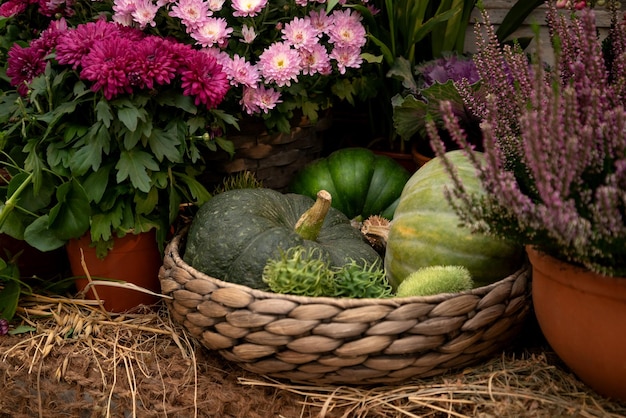 Harvested pumpkins and potted blooming chrysanthemum flowers on autumnal farmer festival display