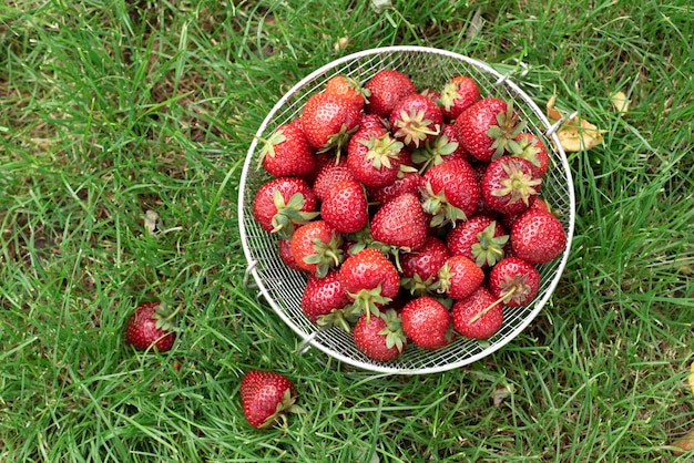 Harvested summer berries, fresh strawberries in a bowl on the grass outdoors, close up.