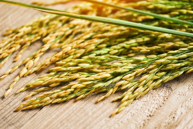 Harvested yellow rip rice paddy on wooden table, harvest rice and food grains cooking concept