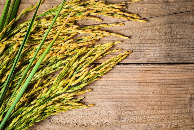 Harvested yellow rip rice paddy on wooden table, harvest rice and food grains cooking concept