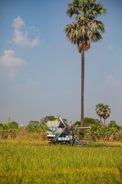 Harvester car machine to harvest rice field tree working