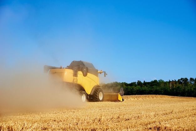 Harvester combine working in the field