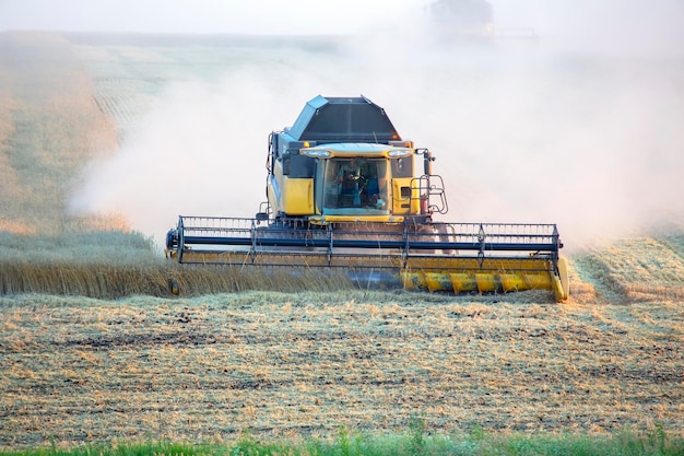 The harvester is harvesting wheat in the field grain preparation agronomy and agriculture