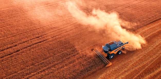 The harvester is working in the field Harvesting wheat