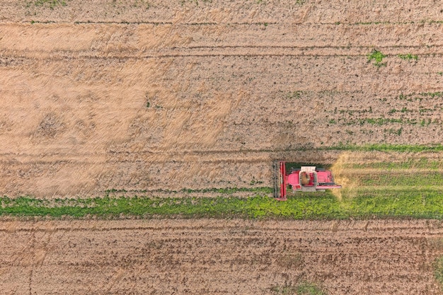 Harvester machine to harvest wheat field