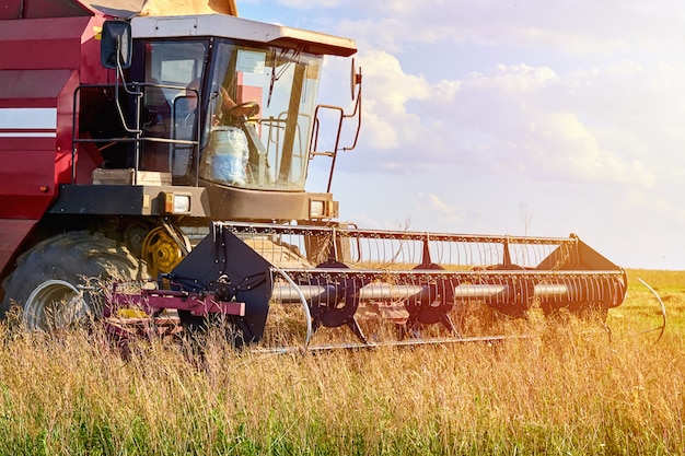 Harvester machine working to harvest rye field