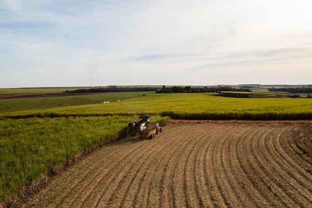 Harvester and trailer in sugarcane field in sunny afternoon