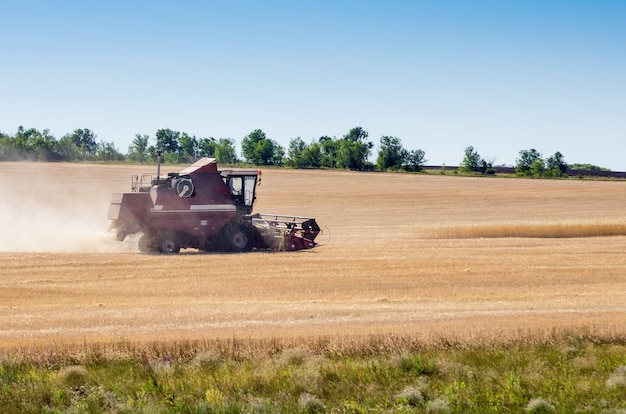 Harvester works in the field. Harvesting