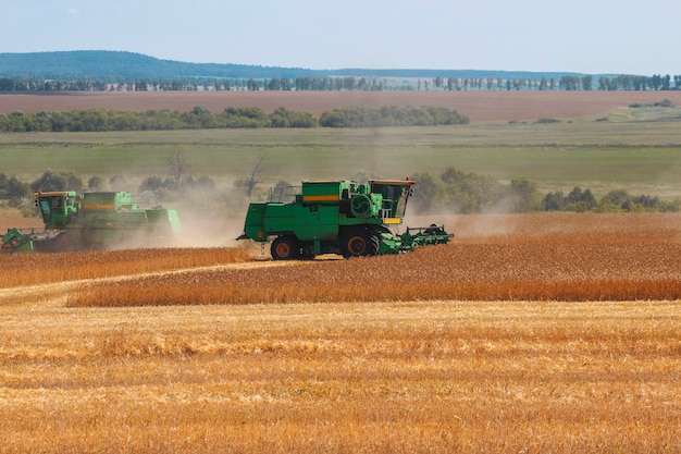 Harvesters harvest grain in the field