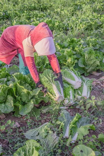 Harvesting Beijing cabbage in nature Field work