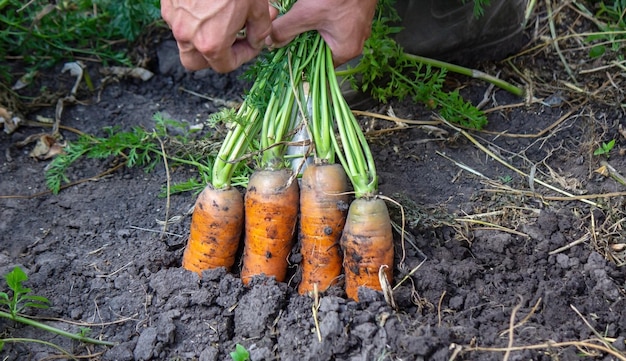 Harvesting carrots on the farm, environmentally friendly product.